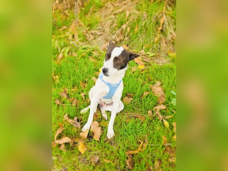 Gutsi sucht ein Zuhause