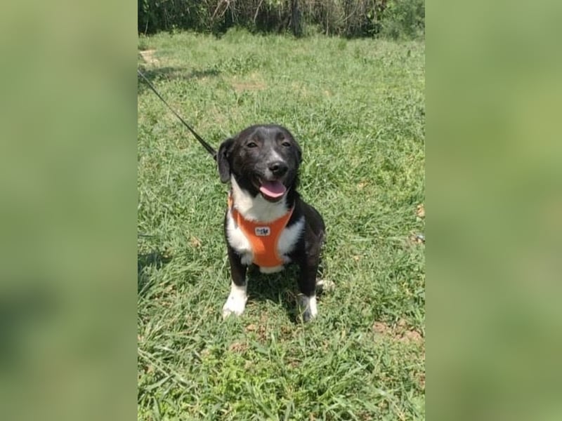 Zara sucht ein Zuhause