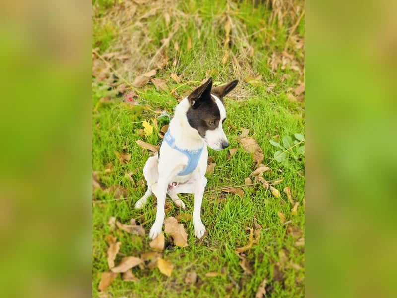 Gutsi sucht ein Zuhause