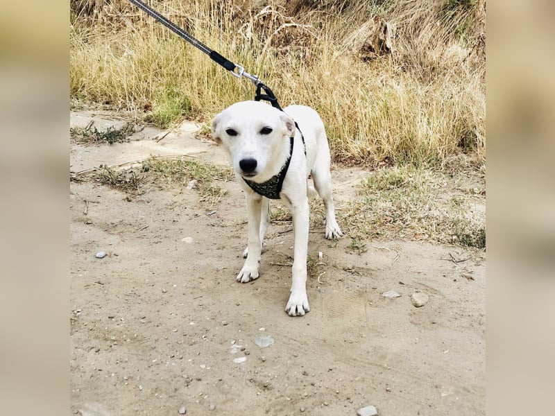 Pamela eine Kinderliebe Hündin