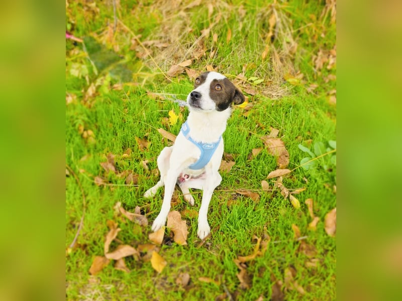 Gutsi sucht ein Zuhause