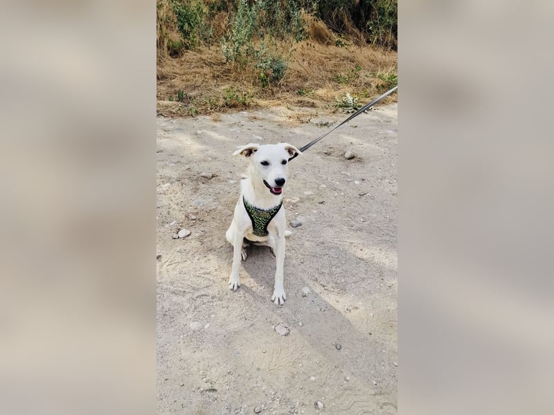 Pamela eine Kinderliebe Hündin