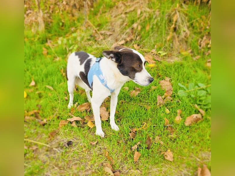 Gutsi sucht ein Zuhause