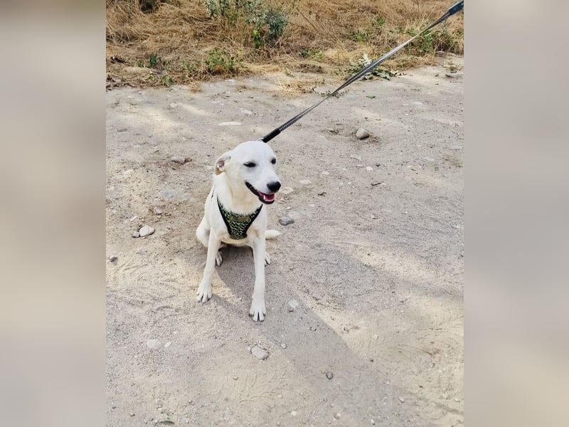 Pamela eine Kinderliebe Hündin