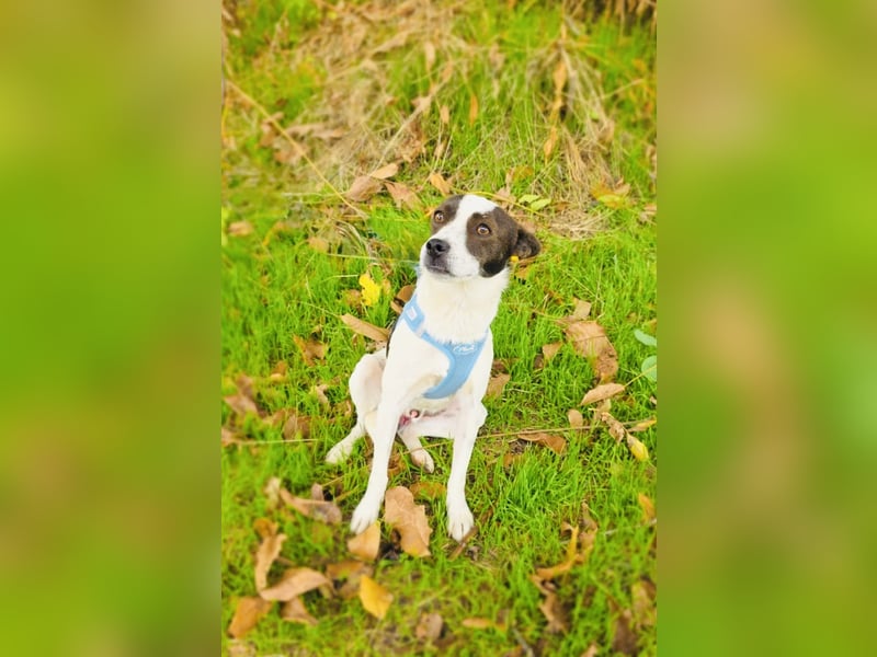 Gutsi sucht ein Zuhause