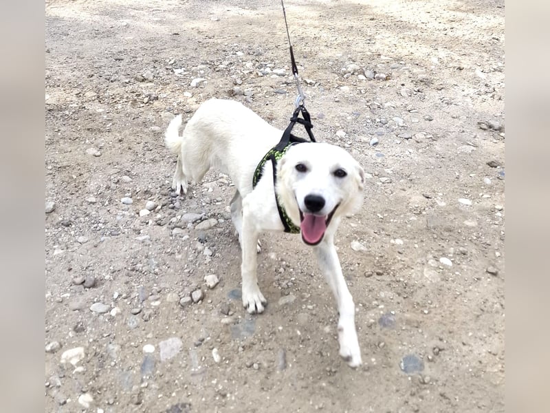 Pamela eine Kinderliebe Hündin