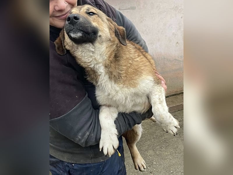 Luce – Junghund mit Traumcharacter