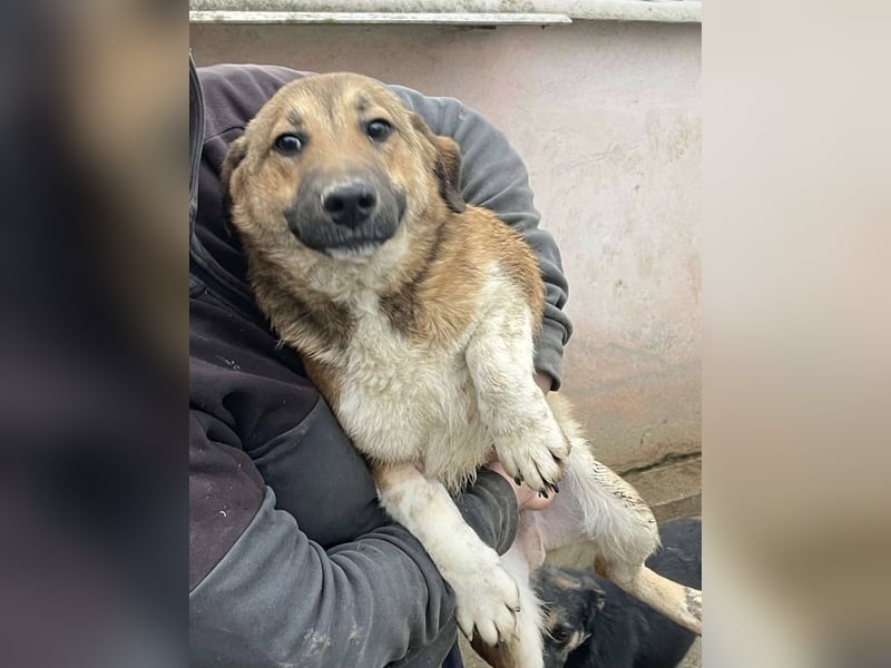 Luce – Junghund mit Traumcharacter