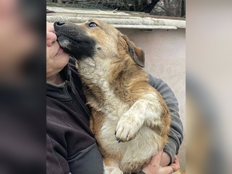 Luce – Junghund mit Traumcharacter