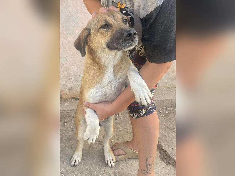 Luce – Junghund mit Traumcharacter