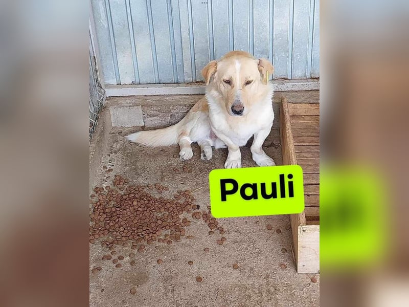 Pauli – liebenswert auf kurzen Beinen