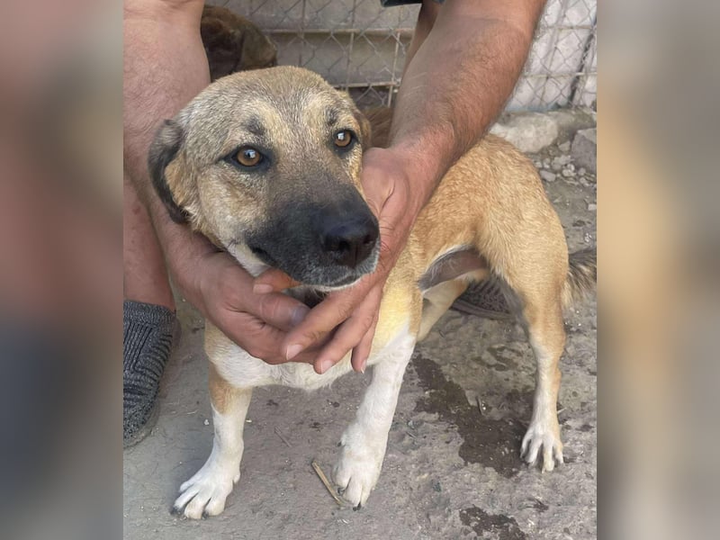 Luce – Junghund mit Traumcharacter