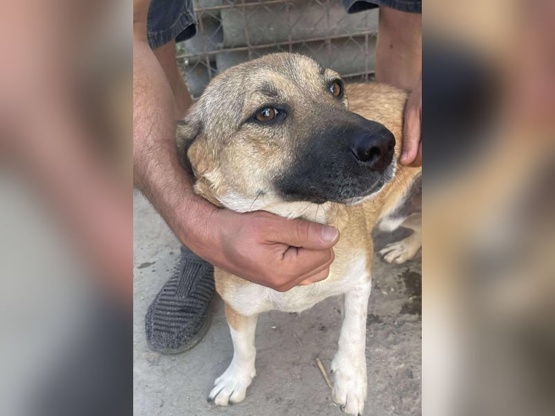 Luce – Junghund mit Traumcharacter