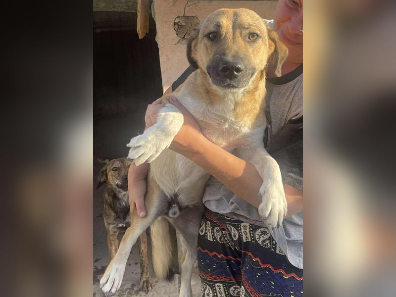 Luce – Junghund mit Traumcharacter