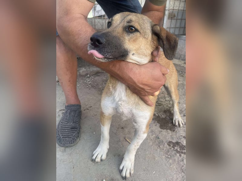 Luce – Junghund mit Traumcharacter