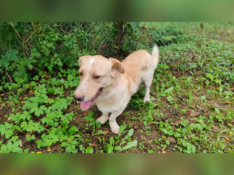 Pauli – liebenswert auf kurzen Beinen