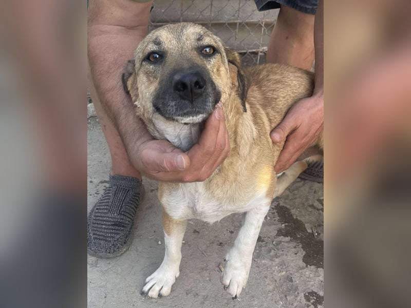 Luce – Junghund mit Traumcharacter