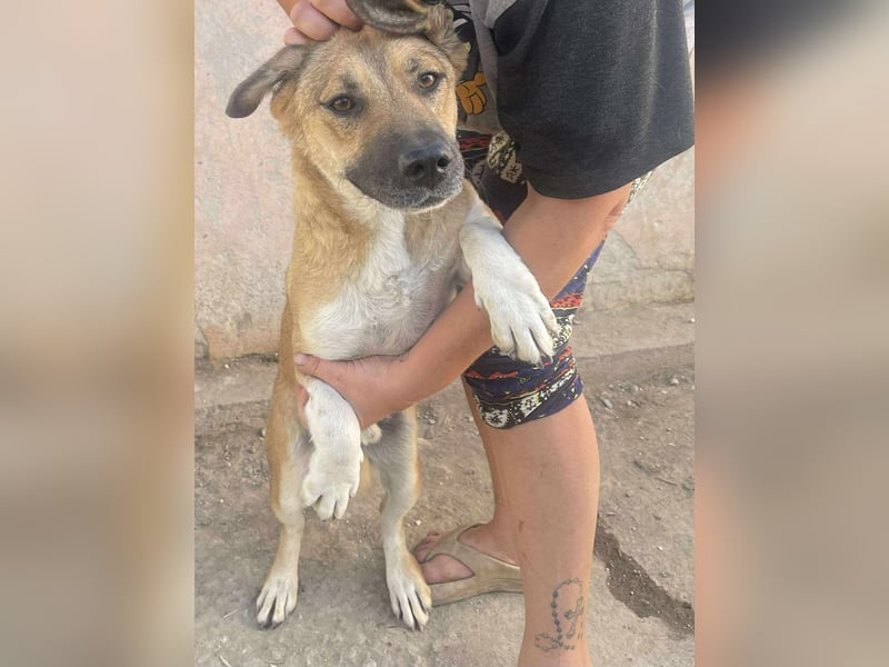 Luce – Junghund mit Traumcharacter