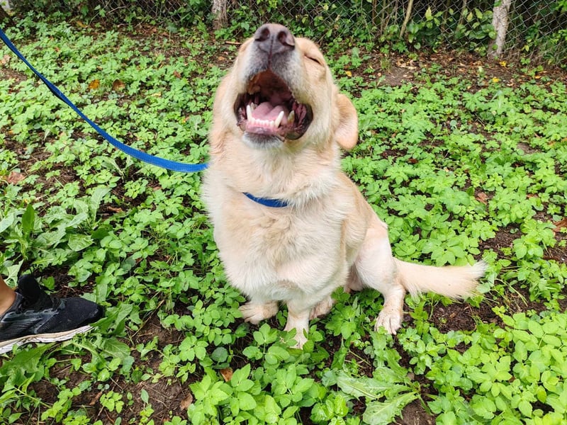 Pauli – liebenswert auf kurzen Beinen