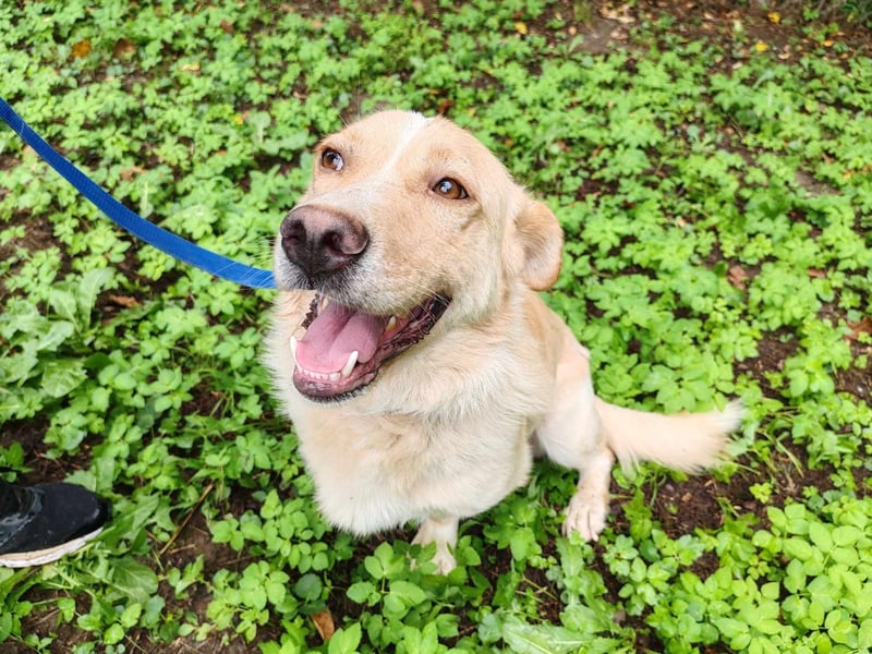 Pauli – liebenswert auf kurzen Beinen