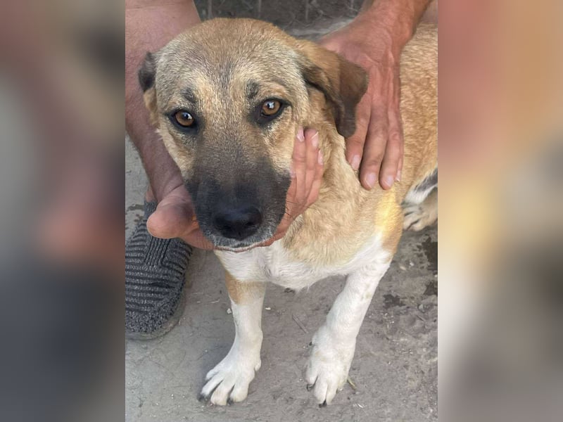 Luce – Junghund mit Traumcharacter