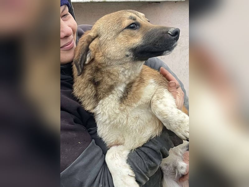 Luce – Junghund mit Traumcharacter