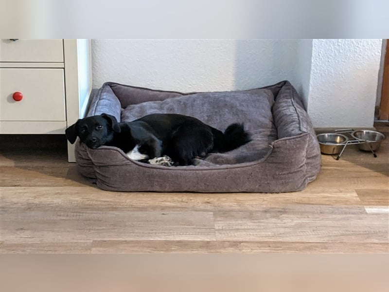 Toulo in 04317 Leipzig sucht Hundekenner