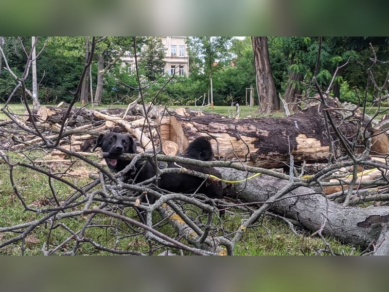 Toulo in 04317 Leipzig sucht Hundekenner