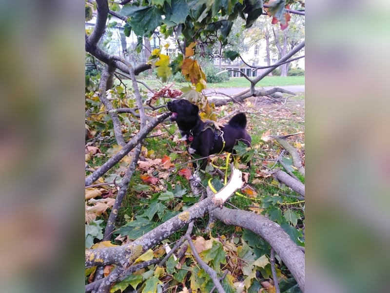 Toulo in 04317 Leipzig sucht Hundekenner