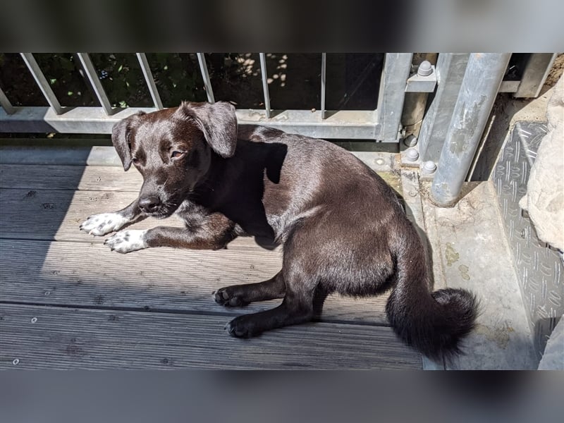 Toulo in 04317 Leipzig sucht Hundekenner