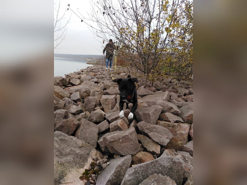 Toulo in 04317 Leipzig sucht Hundekenner