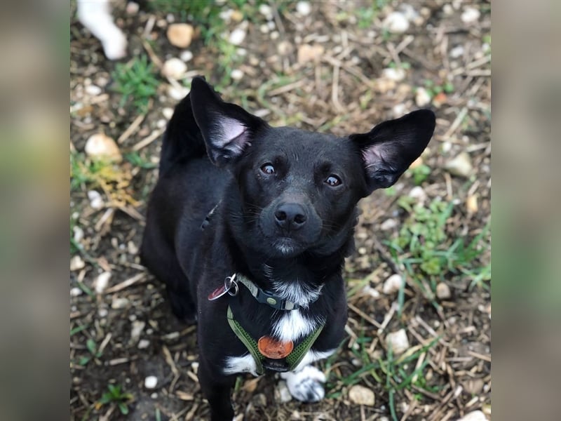 Toulo in 04317 Leipzig sucht Hundekenner