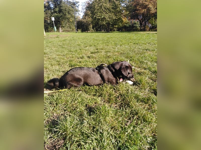 Toulo in 04317 Leipzig sucht Hundekenner