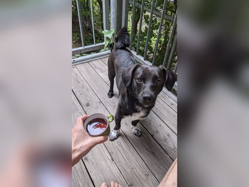 Toulo in 04317 Leipzig sucht Hundekenner