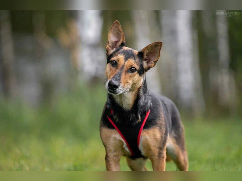 Verschmuste Ria sucht ihre Menschen