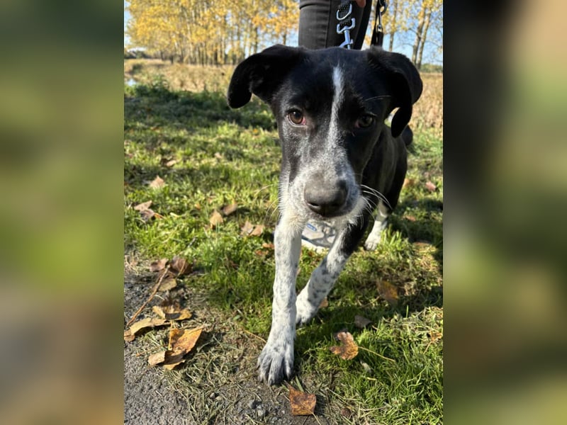 Lorna ist bereit, ihr Für-immer-Zuhause zu finden!