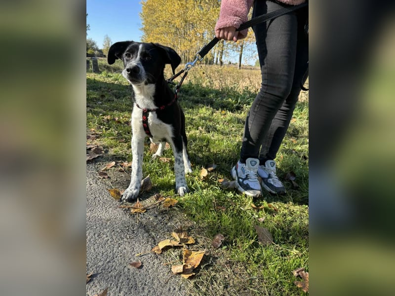 Lorna ist bereit, ihr Für-immer-Zuhause zu finden!