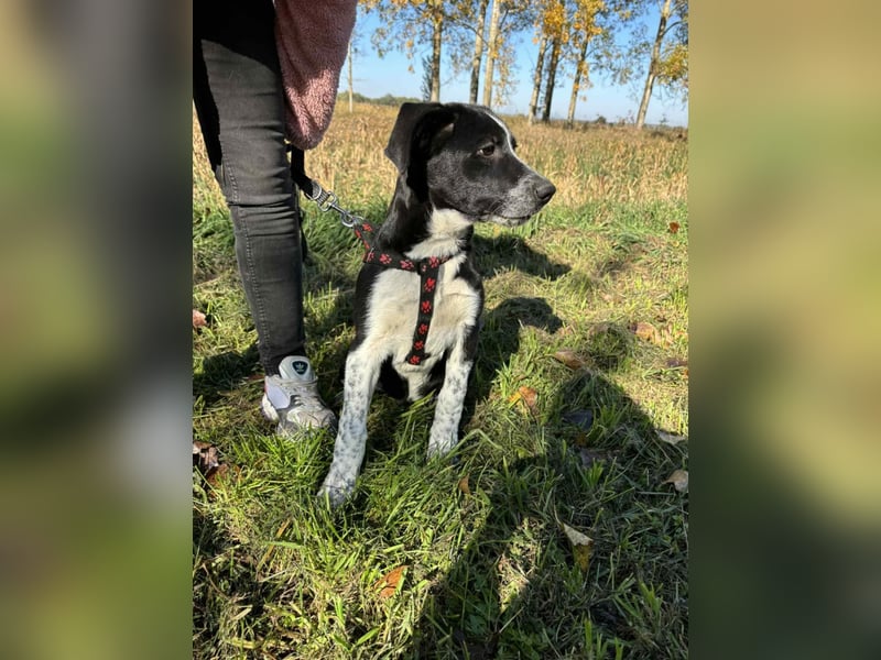 Lorna ist bereit, ihr Für-immer-Zuhause zu finden!