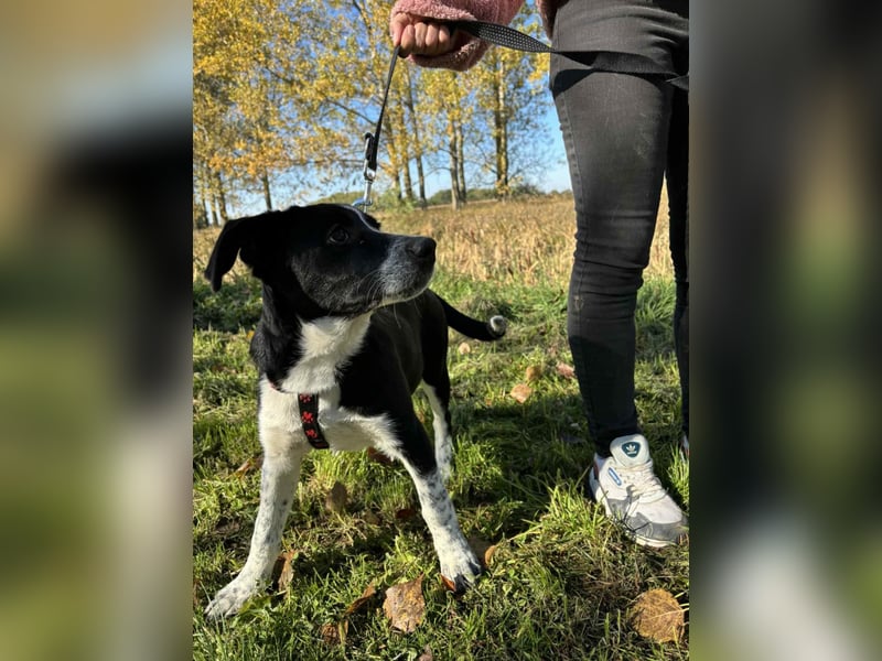 Lorna ist bereit, ihr Für-immer-Zuhause zu finden!