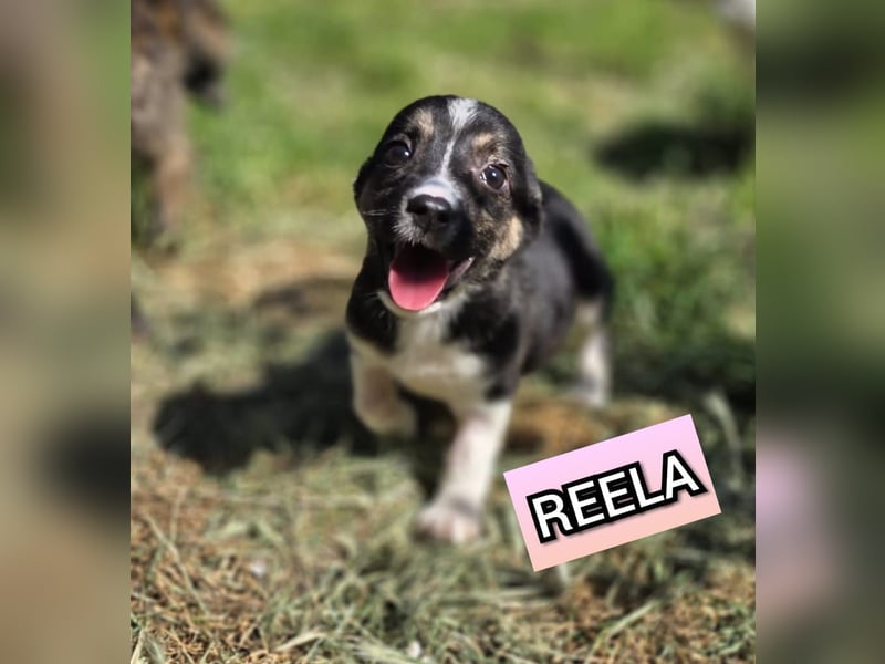 Reela, Hündin, *ca. 28.03.2025, SH klein, freundlich, verspielt, aufgeschlossen, sozial