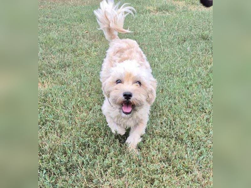 Sammy von kettenlos
