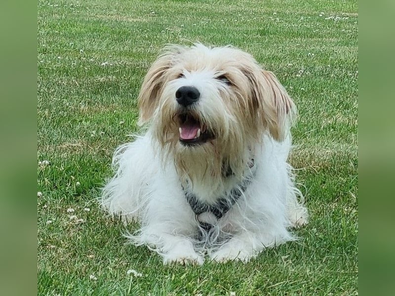 Theo von kettenlos (auf Pflegestelle in NRW) Theo von kettenlos (auf Pflegestelle in NRW)