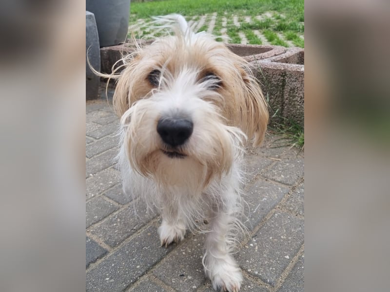 Theo von kettenlos (auf Pflegestelle in NRW) Theo von kettenlos (auf Pflegestelle in NRW)