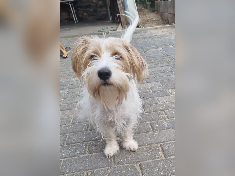 Theo von kettenlos (auf Pflegestelle in NRW) Theo von kettenlos (auf Pflegestelle in NRW)