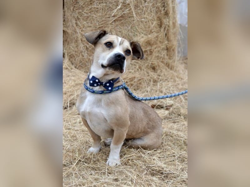 Pannon Peti von kettenlos