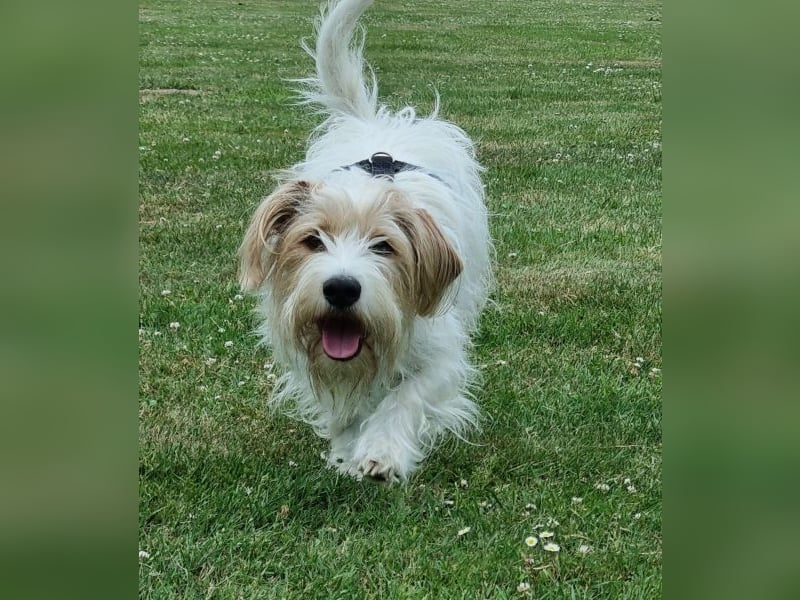 Theo von kettenlos (auf Pflegestelle in NRW) Theo von kettenlos (auf Pflegestelle in NRW)