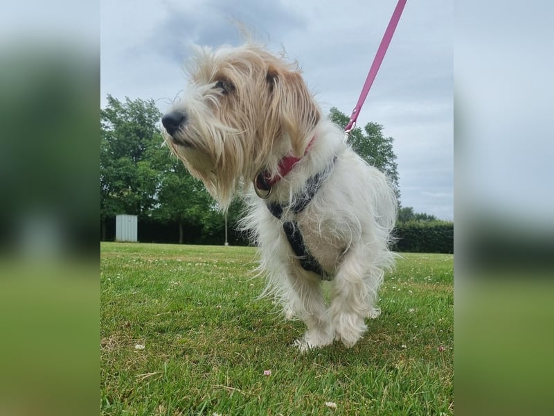 Theo von kettenlos (auf Pflegestelle in NRW) Theo von kettenlos (auf Pflegestelle in NRW)