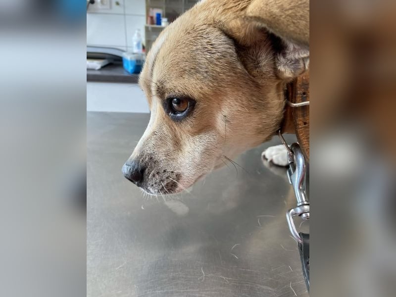 Pannon Peti von kettenlos