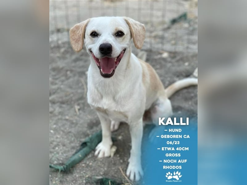 Kalli sucht sein zu Hause!❤️