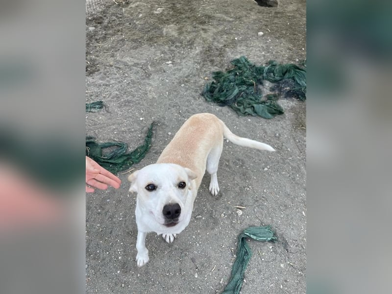 Kalli sucht sein zu Hause!❤️